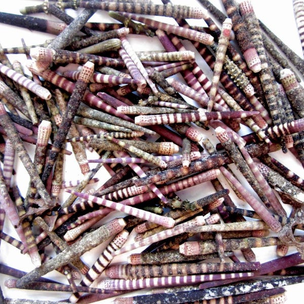 Sea Urchin Spines Bulk – Imperfect Craft Supplies, Beach Decor