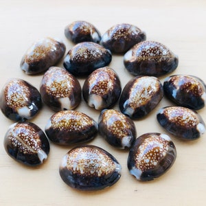 Serpent Head Cowrie Seashells-Cypraea Caputserpenti—Sea Shells Bulk-Cowrie Shell-Sea Shells Bulk-Beach Home Decor-Ring Top Cowrie Shells