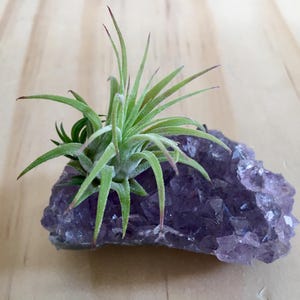 Air Plant Amethyst-Amethyst Cluster-Birthday Gift-Wedding Gift-Amethyst Crystal-Natural Rocks-Air Plant Terrarium-Housewarming Gift-Gifts