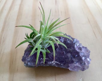 Air Plant Amethyst-Amethyst Cluster-Birthday Gift-Wedding Gift-Amethyst Crystal-Natural Rocks-Air Plant Terrarium-Housewarming Gift-Gifts