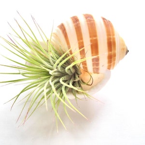 Air Plant Sea Shell Terrarium-Housewarming Gift-Air Plant Decor-Beach Wedding Decor-Cute Gifts-Birthday Gift-Air Plant Holder-Tonna Shell
