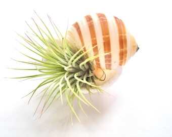 Air Plant Sea Shell Terrarium-Housewarming Gift-Air Plant Decor-Beach Wedding Decor-Cute Gifts-Birthday Gift-Air Plant Holder-Tonna Shell