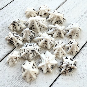 May include: A collection of white seashells with black markings. The shells are star-shaped and have a textured surface.