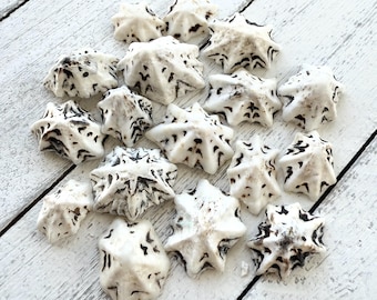 Star Limpet Seashells (0.75-1.25"): Beach Wedding Decor, Crafting Supplies