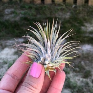 Ionantha Guatemala AKA Air Plant Tillandsia Air Plants Terrarium Supplies Home Decor Beach Wedding Decor Terrarium Plants Air Plants image 6