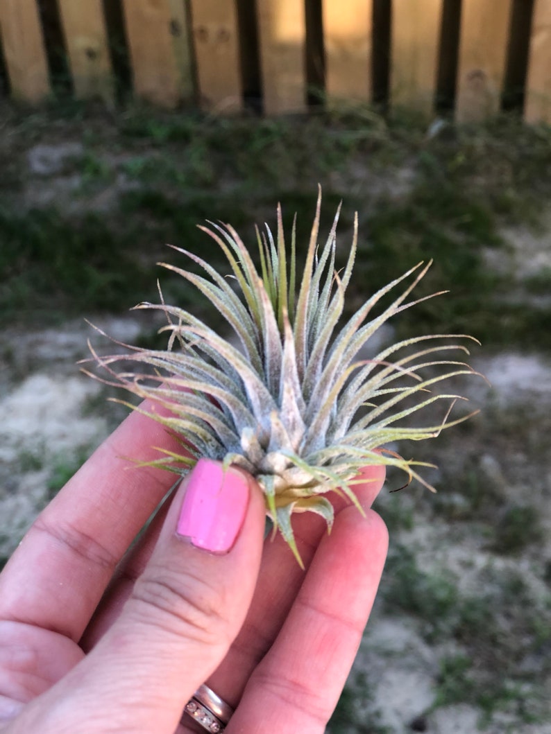 Ionantha Guatemala AKA Air Plant Tillandsia Air Plants Terrarium Supplies Home Decor Beach Wedding Decor Terrarium Plants Air Plants image 6