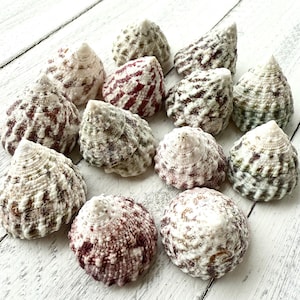 May include: A collection of 12 seashells with a variety of colors and patterns, including white, brown, green, and pink. The shells are arranged in a circle on a white wooden surface.