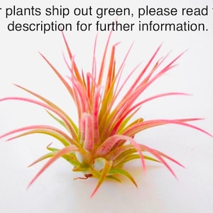 May include: A pink and green air plant with long, thin leaves. Air plants ship out green, please read the description for further information.