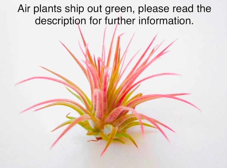 May include: A pink and green air plant with long, thin leaves. Air plants ship out green, please read the description for further information.