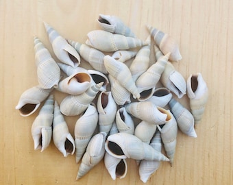 Bullia Vittatus-Craft Shells-Small Sea Shells-Beach Decor-Wedding Decor-Shells for Crafting-Sea Shells-Crafting Shells-Home Decor-Shells