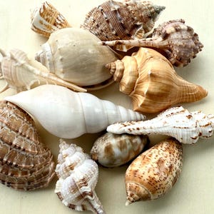 Sea Shell Mix-Sea Shells Bulk-Craft Sea Shells-Beach Wedding Decor-Brown Sea Shell Mix-Sea Shell Assortment- Sea Shell Packs-Craft Supplies