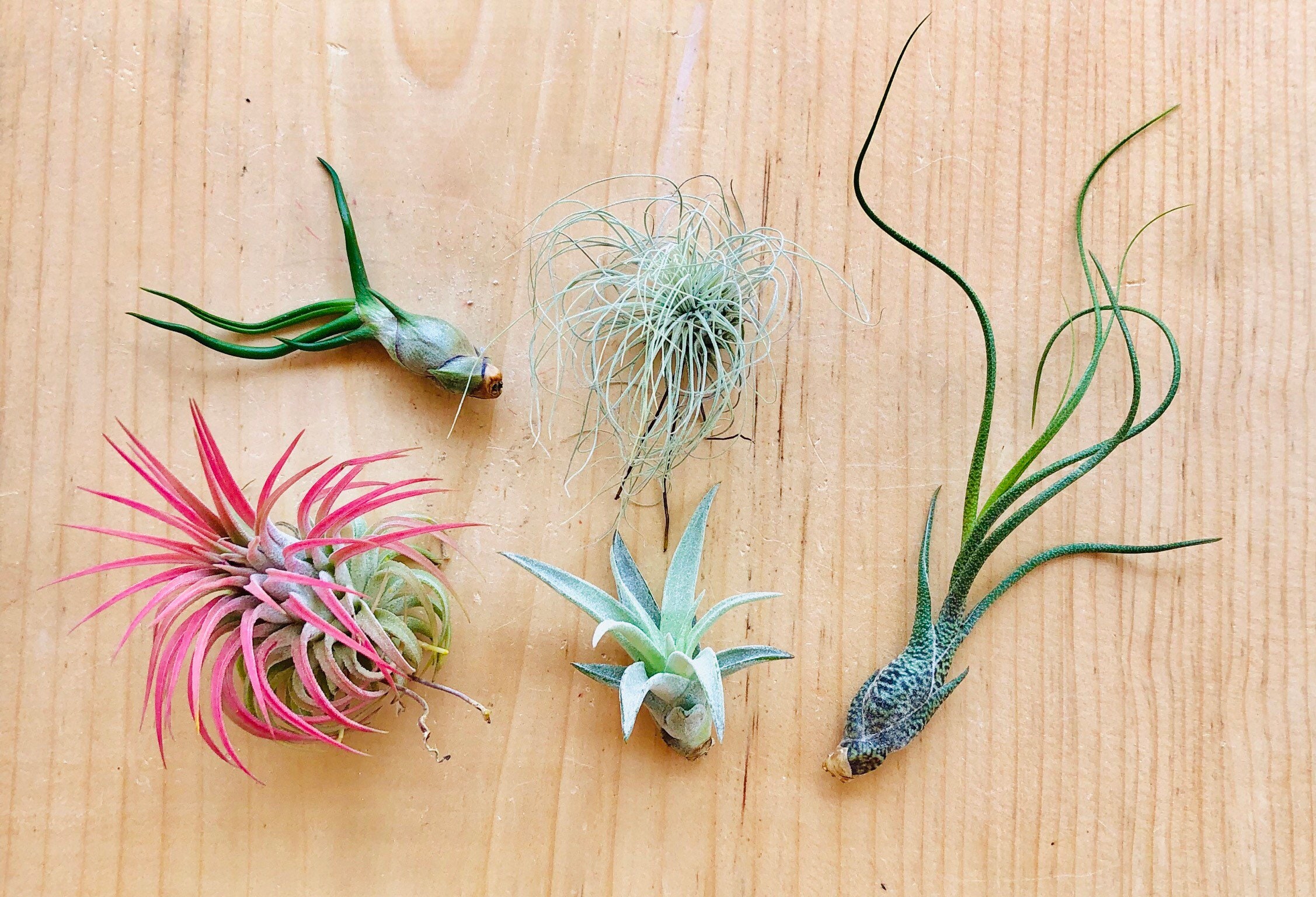 Air Plants Assortment Up to 5" Tillandsia Air Plant Terrarium Ai…