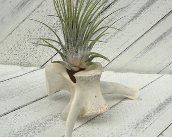 Vertebrae Air Plant Display Animal Bone Gift for Doctor, Chiropractor, Teacher,  Office Decor
