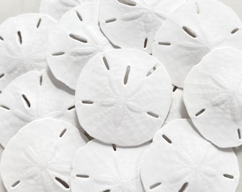 Natural White Sand Dollars - Beach Decor - Coastal Crafts - Set of 50