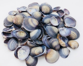 Purple Baby Clams-0.5"-0.75"-Purple Clam Shells-Purple Seashells-Crafting Shells-Purple Cay Cay Shells-Wedding Decor-Shells-Small Sea Shells