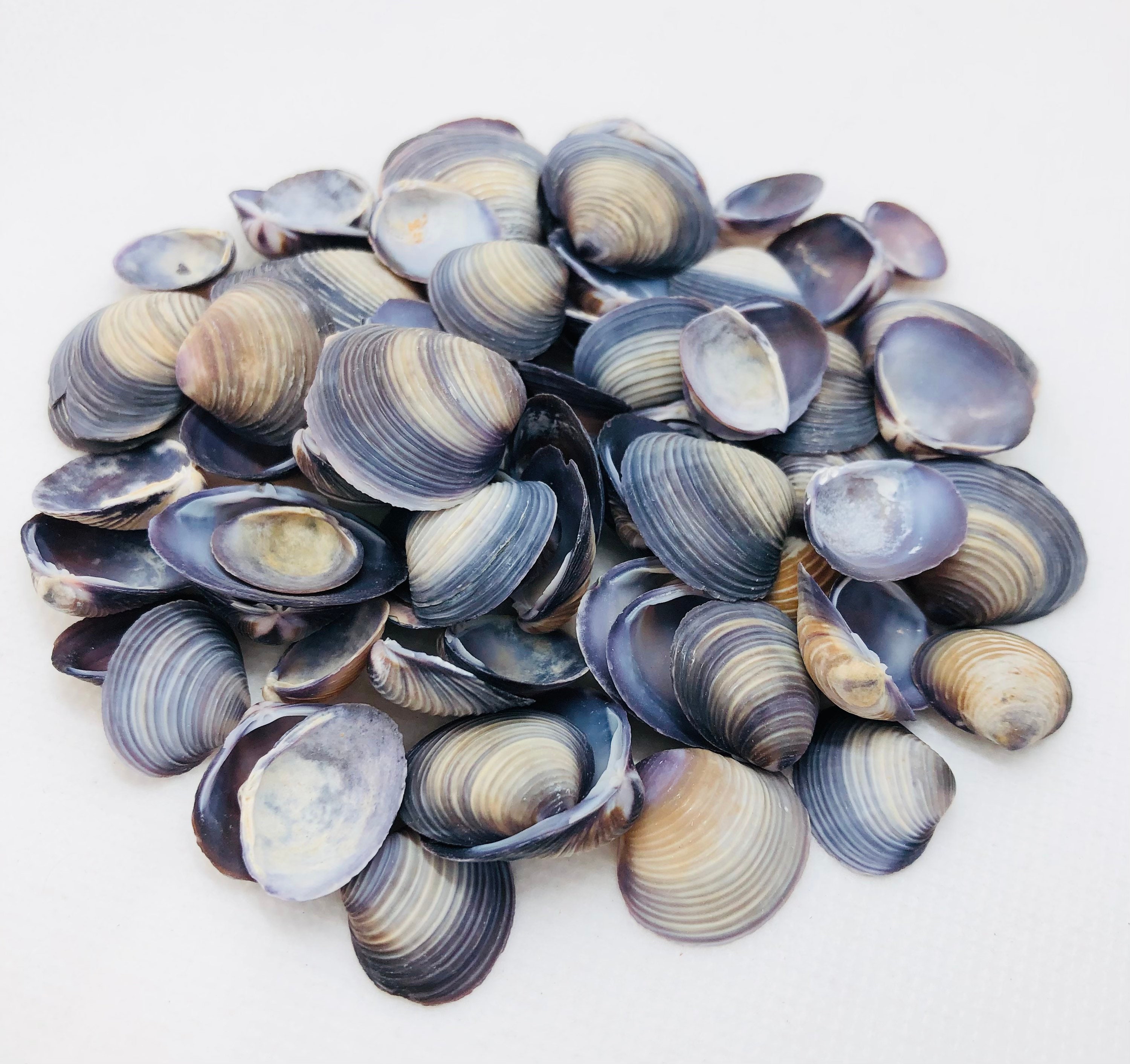 Purple Baby Clams-0.50.75purple Clam Shells-purple Seashells