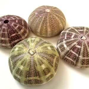 May include: Four sea urchin shells with a purple and white striped pattern. The shells are arranged in a circle on a white background.