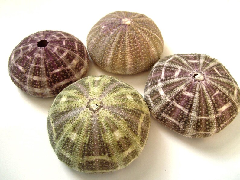 May include: Four sea urchin shells with a purple and white striped pattern. The shells are arranged in a circle on a white background.