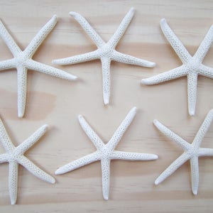 White Finger/Pencil Starfish in Size 4-5Craft Supplies-Wedding Favor-Nautical/Beach Decor-Beach Wedding Decor-White Starfish-Starfish image 2