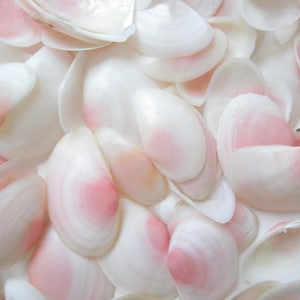 Pink Rose Cup Tellins Tellons seashells-Pink Seashells-Beach Wedding Decor-Seashell Bulk-Seashells For Crafting-Pink Seashells-Seashells