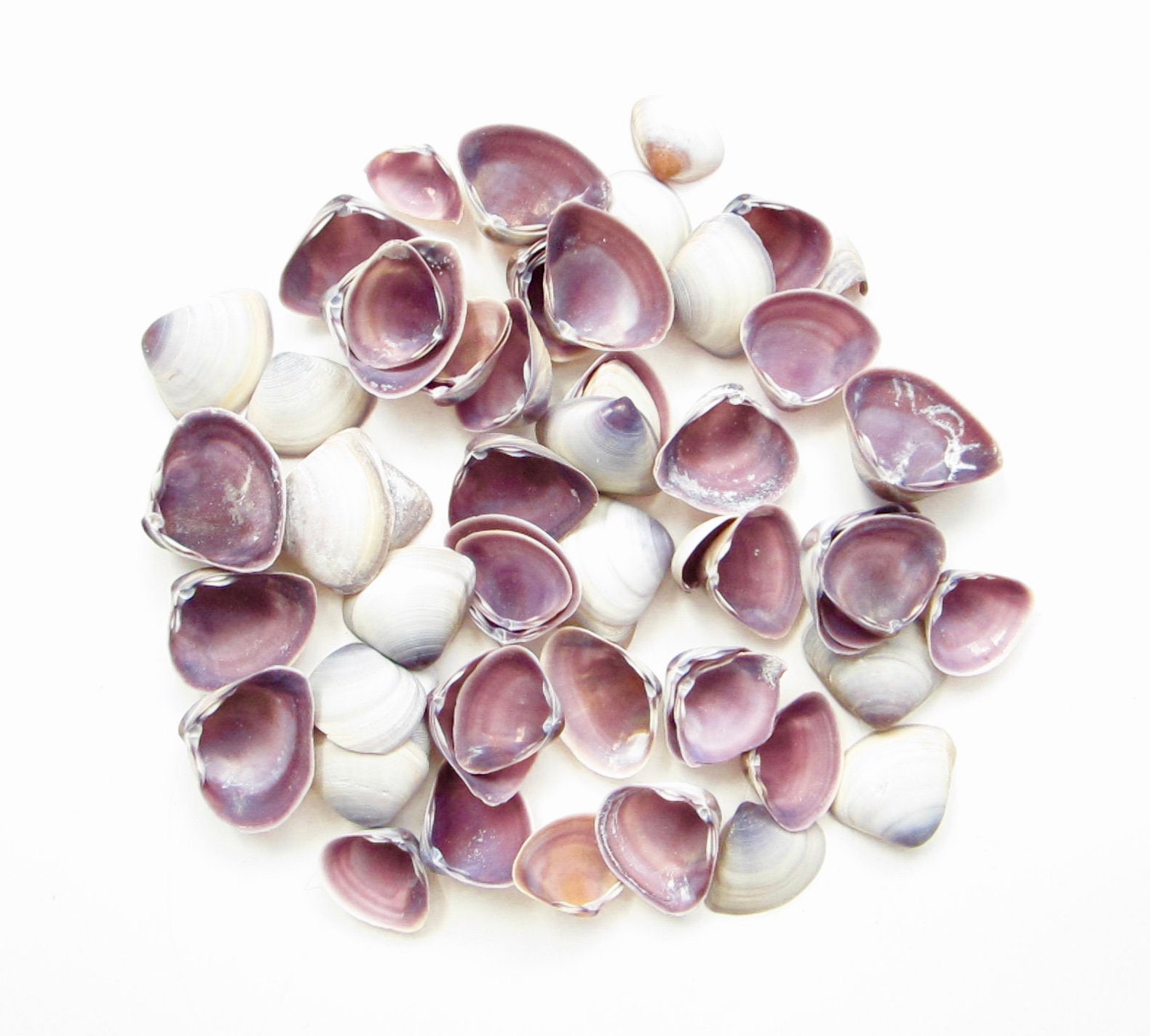 Purple Baby Clams-34-1-Purple Clam Shells-Purple Seashells-Crafting ...