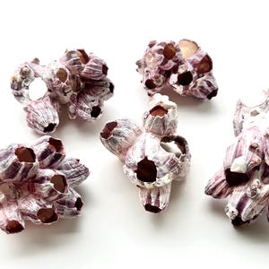 May include: Five purple and white barnacle shells with a textured surface. The shells are arranged in a cluster on a white background.