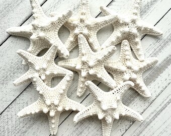 White Knobby Starfish (1-2