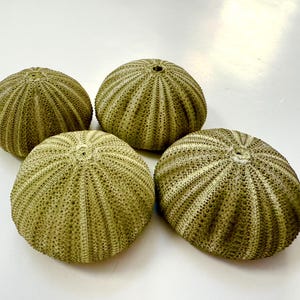 May include: Four green sea urchin shells with a spiky texture.