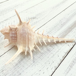 Murex Terispina Shell-Sea Shell Bulk-Beach Wedding Decor-Collectors Shells-Sea Shell Supplies-Beach Home Decor-Sea Shell-Murex Sea Shells