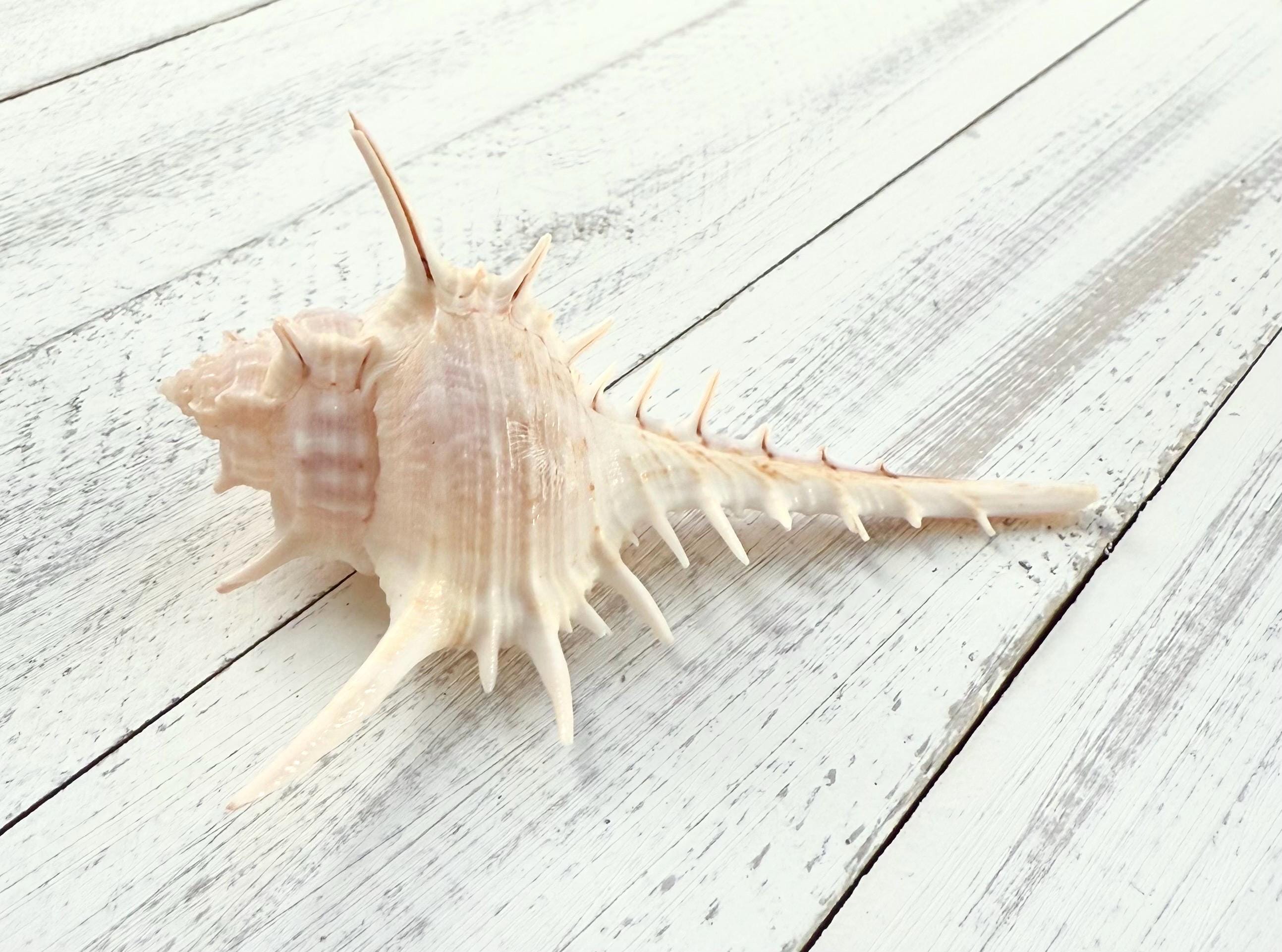 Murex Terispina Shell, Spiked Seashell - Beach Wedding Decor