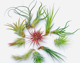 Tillandsia bulbosa Tiny Dancer 速達発送 Tillandsia bulbosa Tiny Dancer 速達発送