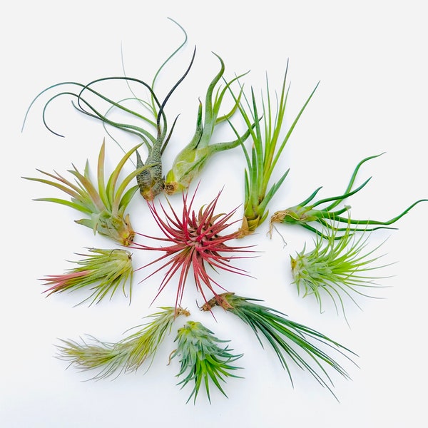 Air Plants Assortment-Up to 6"-Free Shipping- Air Plant-Terrarium Air Plant-Air Plant Mix-Tillandsia Bulk-Air Plants Wholesale