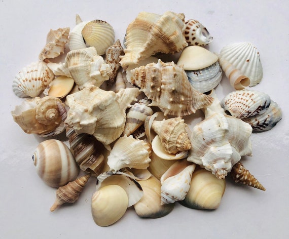 Mixed Beach Sea Shells For Decoration Bag Of 50 Shells 