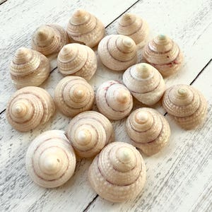 May include: A collection of 15 small, white seashells with pink and orange stripes. The shells are arranged in a cluster on a white wooden surface.