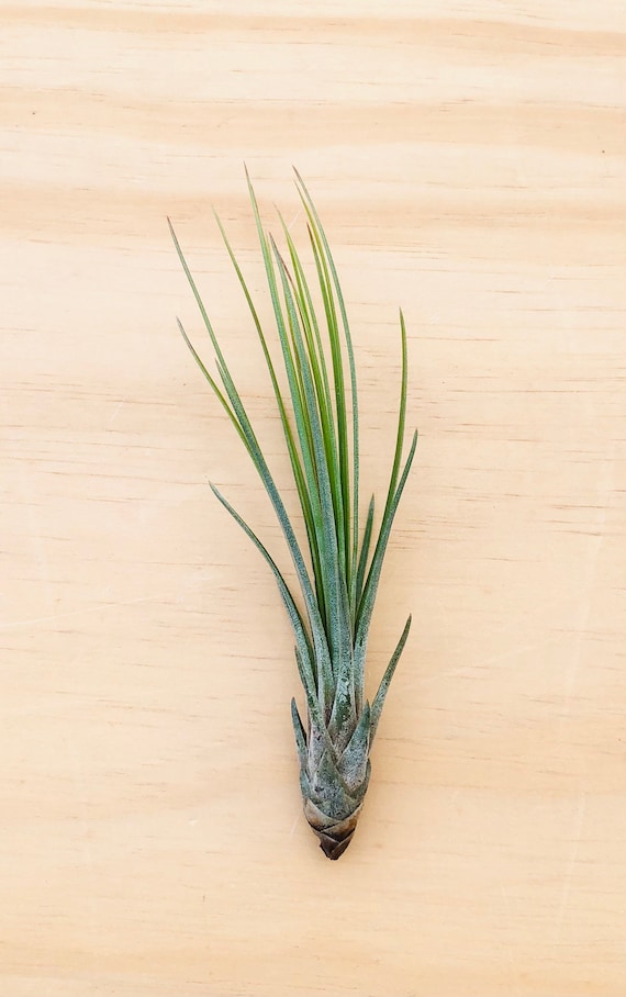 Tillandsia Juncifolia Air Plant: Terrarium Supply, Home Decor (4-5")