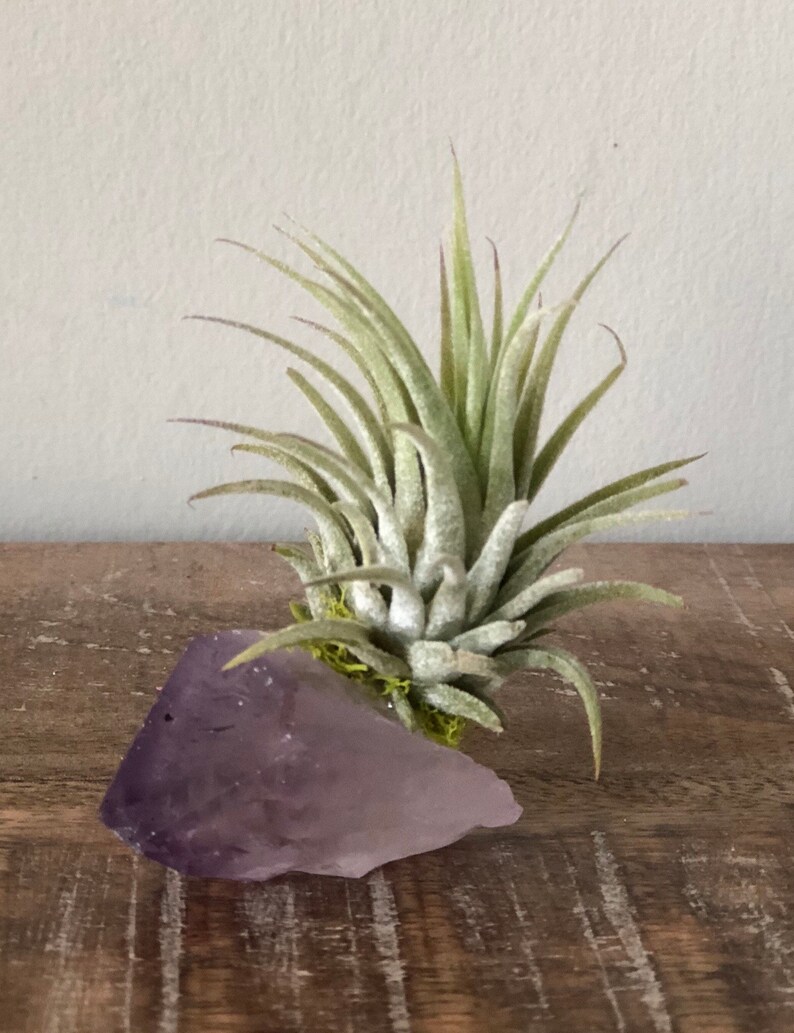 Amethyst Air Plant Crystal Air Plant Tillandsia Terrarium Air Etsy