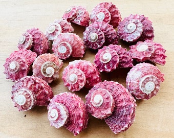 Red Delphinula Shells-Sea Shells For Crafting-Beach Wedding Decor-Red Shells-Crafting Shells-Shells Supplies-Sea Shells Bulk-Shells-Shells