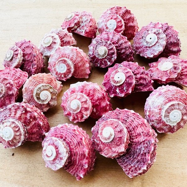 Red Delphinula Shells-Sea Shells For Crafting-Beach Wedding Decor-Red Shells-Crafting Shells-Shells Supplies-Sea Shells Bulk-Shells-Shells