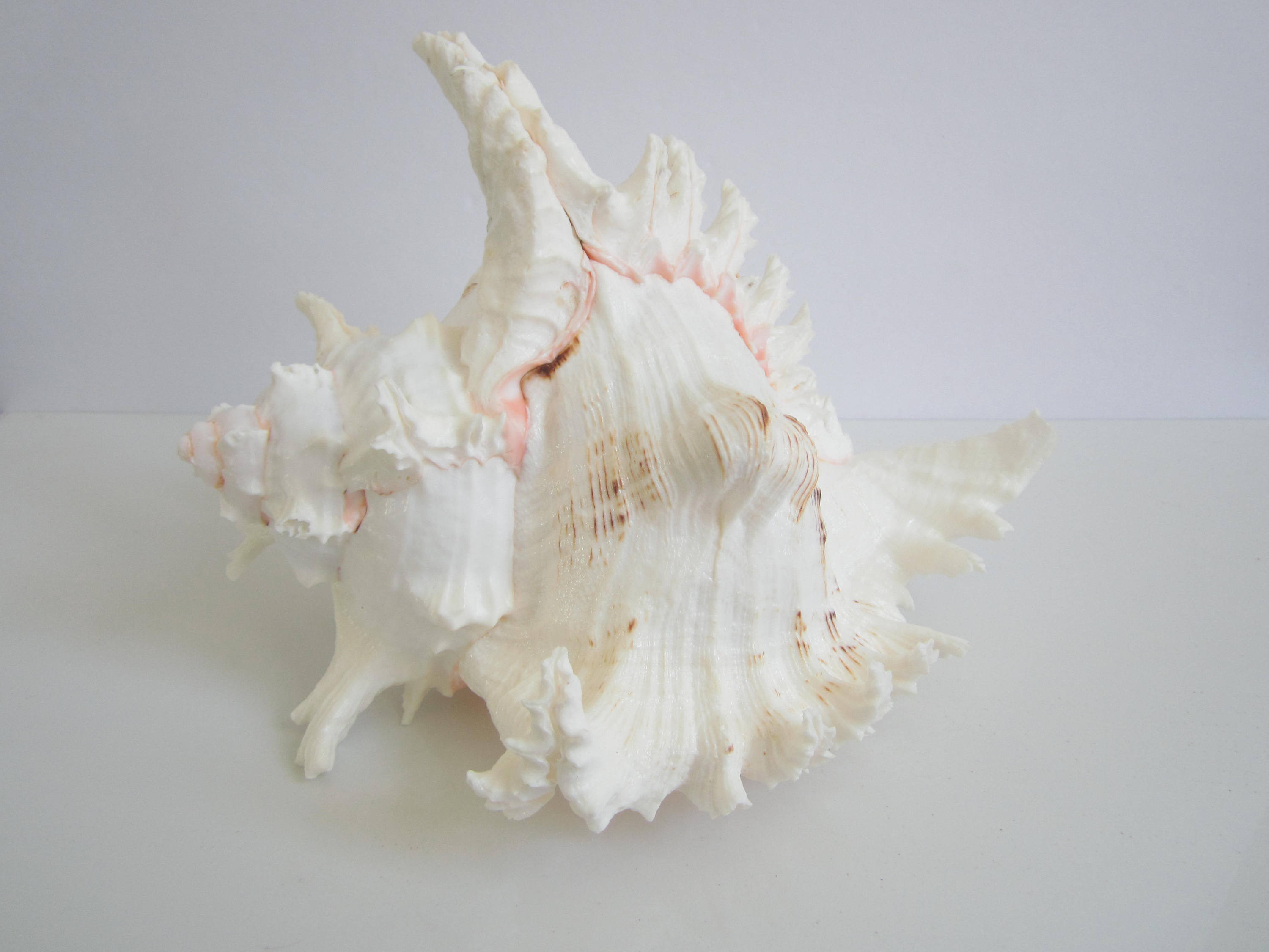 Extra Large Lace Murex Shell-8-10large Shell-beach - Etsy