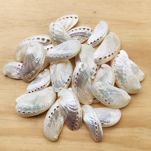 May include: A collection of white abalone shells with a pearlescent sheen. The shells are arranged in a pile and have a natural, organic shape.