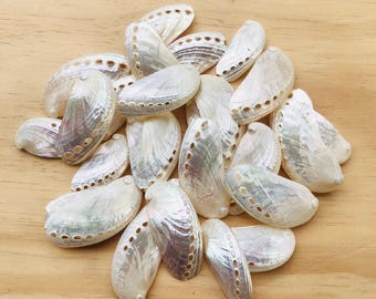 May include: A collection of white abalone shells with a pearlescent sheen. The shells are arranged in a pile and have a natural, organic shape.