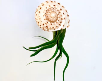 Jellyfish Air Plant in Sea Shell