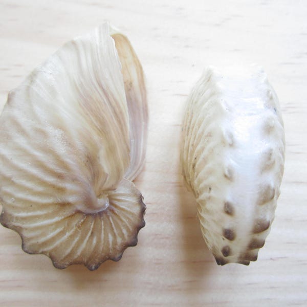 Paper Nautilus Brown-Argonauta Nodosa-Rare Shells-Octopus-Octopus Shell-Collector's Shells-Sea Life Supplies-Unique Shells-Paper Nautilus