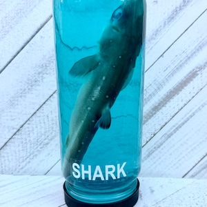 Real shark in a bottle sea life decor