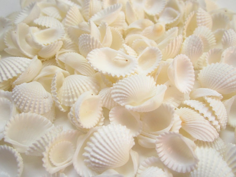 Ark Shells-Baby Ark Shells-Mini Shells for Crafting-Small Shells Bulk-Beach Wedding Decor-Beach Home Decor-White Shells Bulk-Crafting Shells