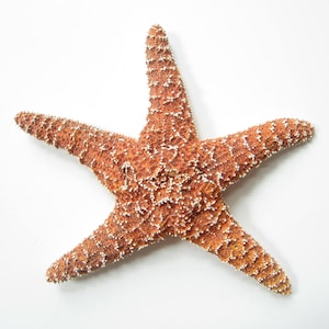 Sugar Starfish-Large Sugar Starfish 5-6&quot;-Sugar Starfish Supplies-Beach Wedding Decor-Beach Home Decor-Beach Wedding Favors-Craft Supplies
