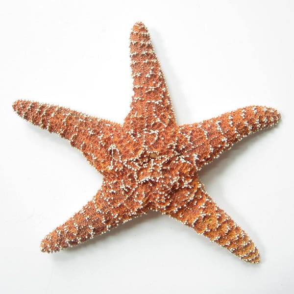 Sugar Starfish-One Sugar Starfish 7-8"-Sugar Starfish Supplies-Beach Wedding Decor-Beach Home Decor-Beach Wedding Favors-Craft Supplies-Star