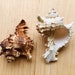 see more listings in the Sea Shells section