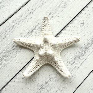 Knobby Starfish in 4-5&quot;-Bulk Starfish-Beach Wedding-Nautical Decor-Seashell Crafts-Seashells-Starfish-Wedding Favors-Starfish Decor-Starfish