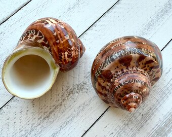 Tapestry Turbo Shells: Petholatus Seashells for Beach Wedding